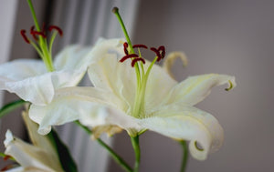 Easter lillies are poisonous to cats!