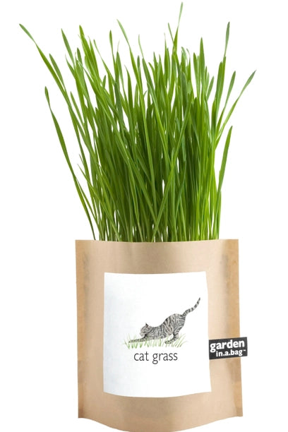 What is cat grass?