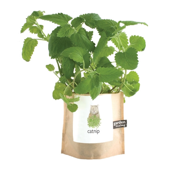 Grow your own catnip! – Catswhereitsat