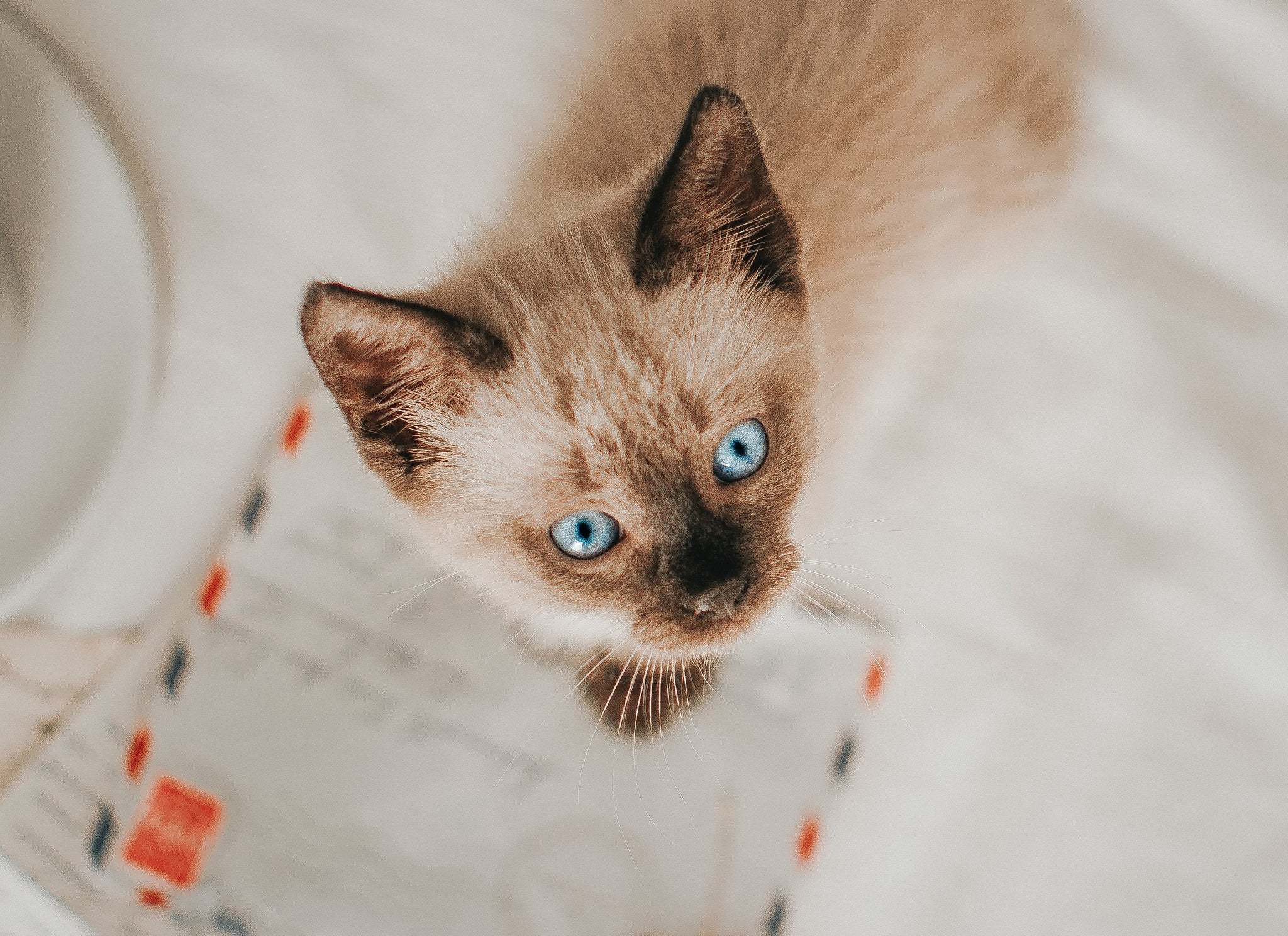 Working cats: Post office cats