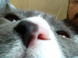 The nose knows: Cats' sense of smell!