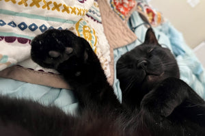 How much do cats sleep?