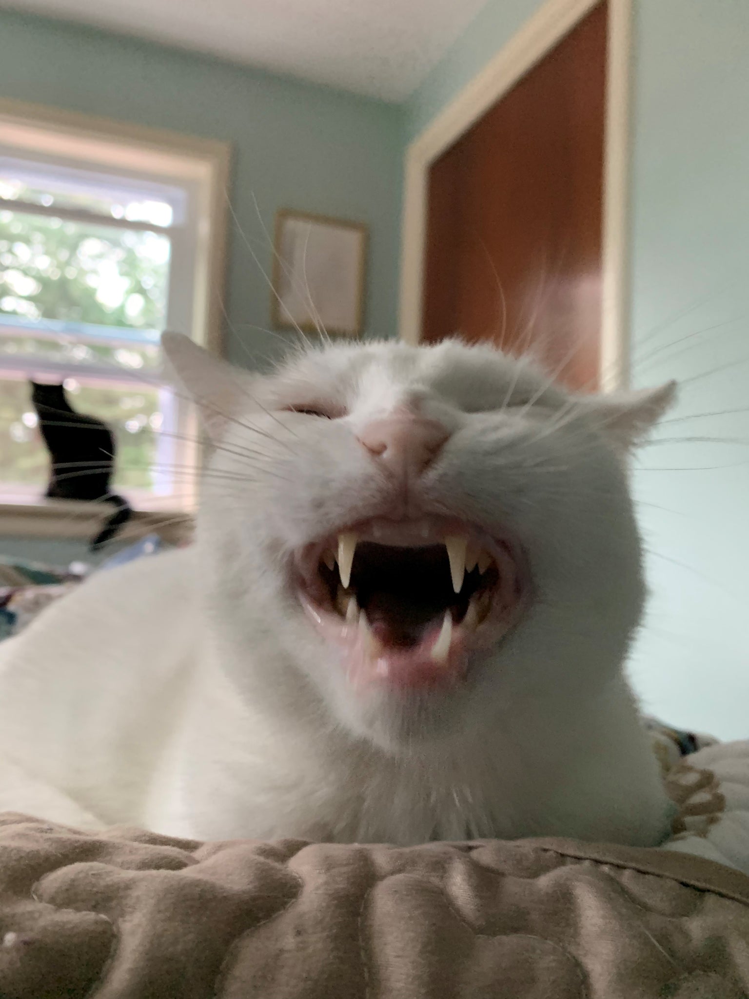 Fangs for reading: About cat teeth!