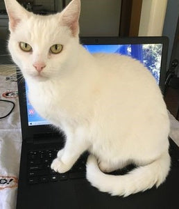 Why do cats like laptops?