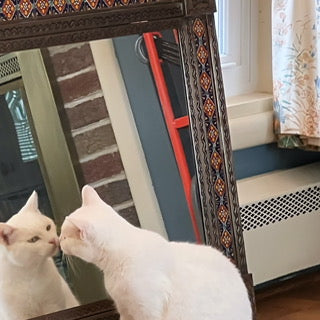 Are cats self aware?