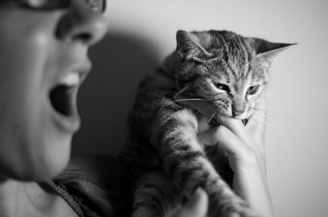 Cuteness aggression