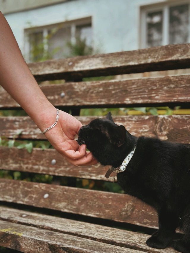 Do cats like to be petted?