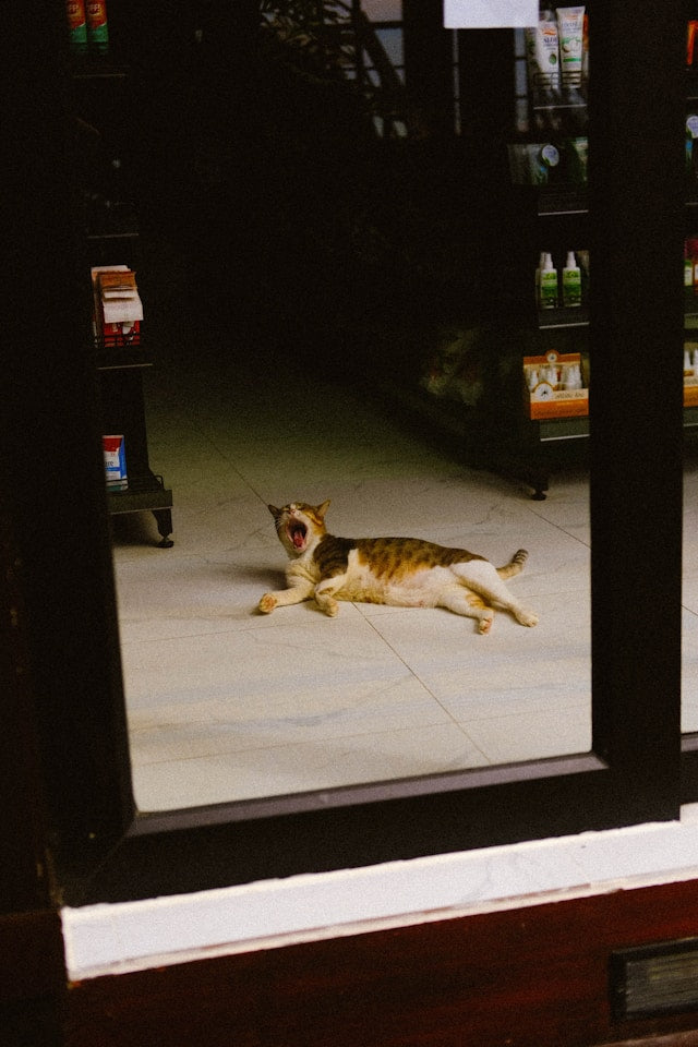 Bodega cats!