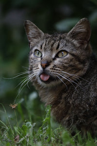 Blep!
