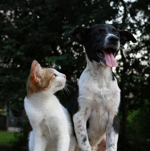 Signs your cat is secretly a dog