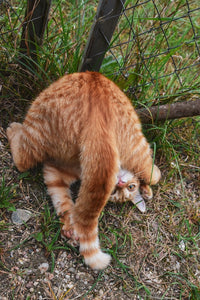 Why do cats chase their tails?
