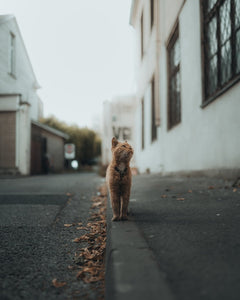 Can cats find their way home?