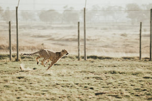 Zoomies!