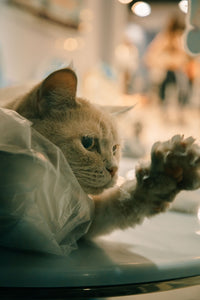 Why do cats like plastic?