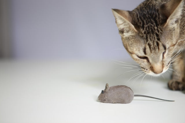 Why do cats play with their prey?