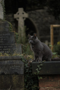 Can cats see ghosts?