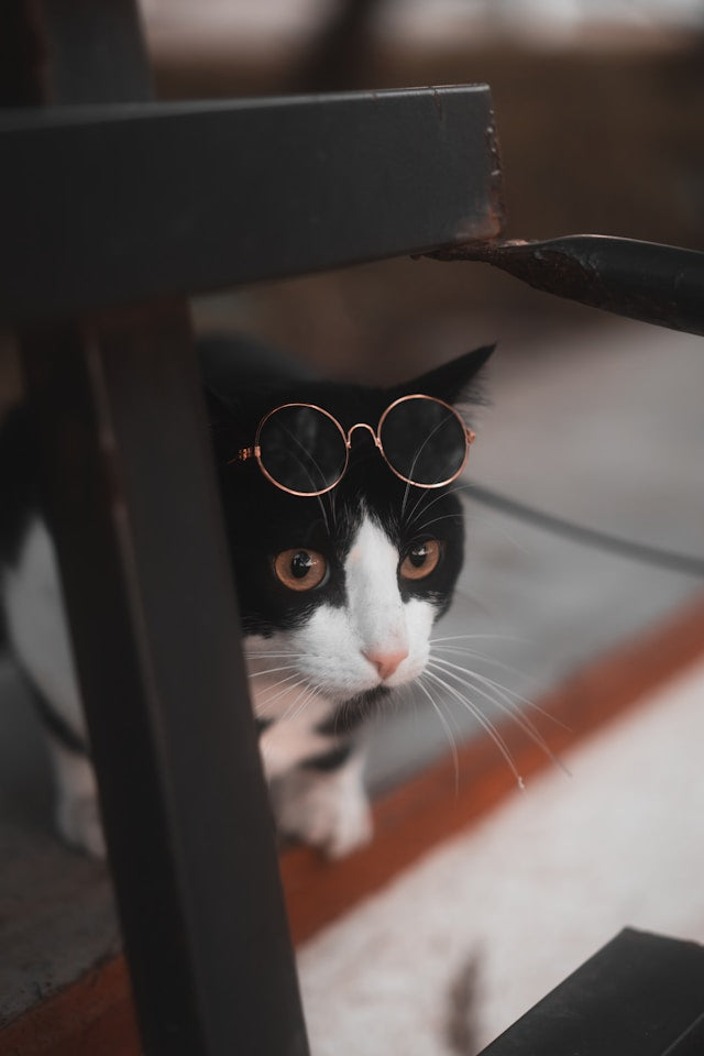 How smart are cats?