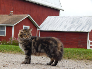 Working cats : Rodent control