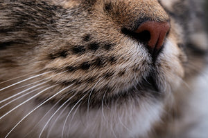 Should cats' noses be wet... or dry?