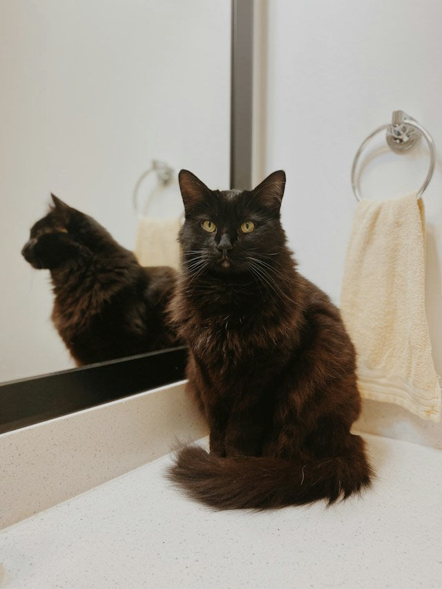 Why does my cat follow me to the bathroom?