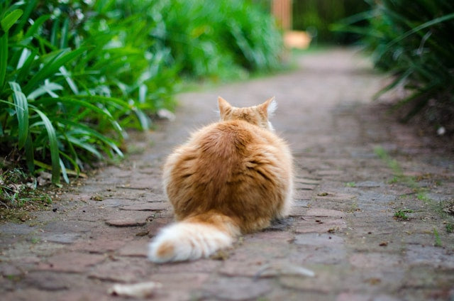 Why do cats show you their butt?