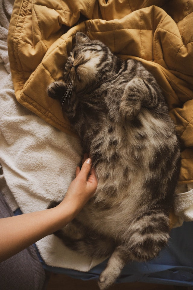 Do cats like belly rubs?