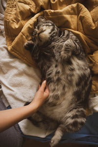 Do cats like belly rubs?