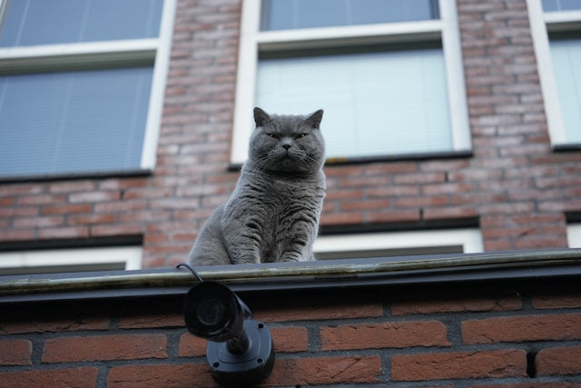 Do cats really have 9 lives?
