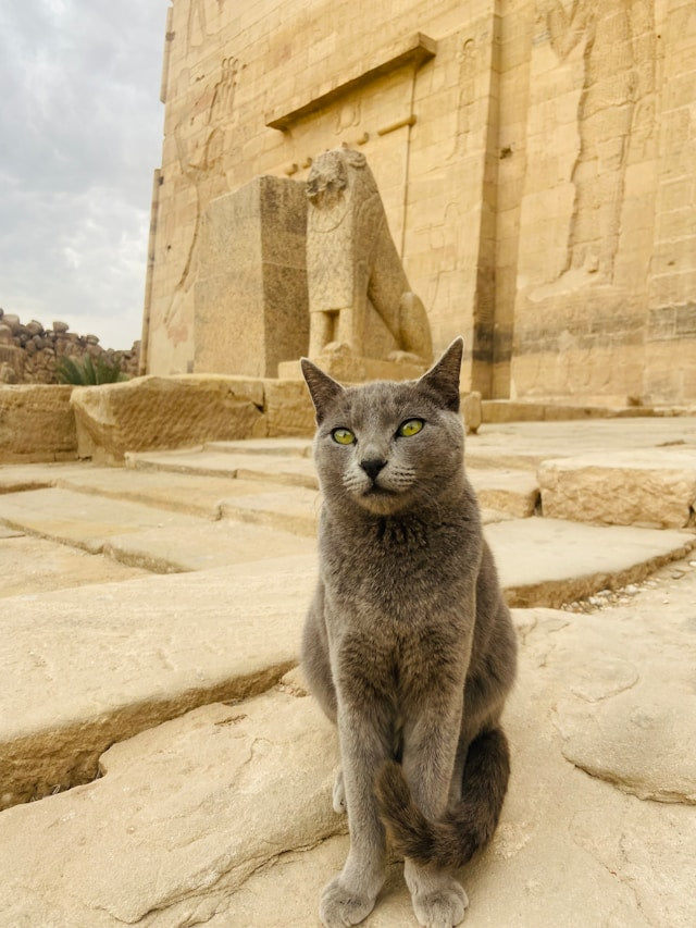 Cats in ancient Egypt