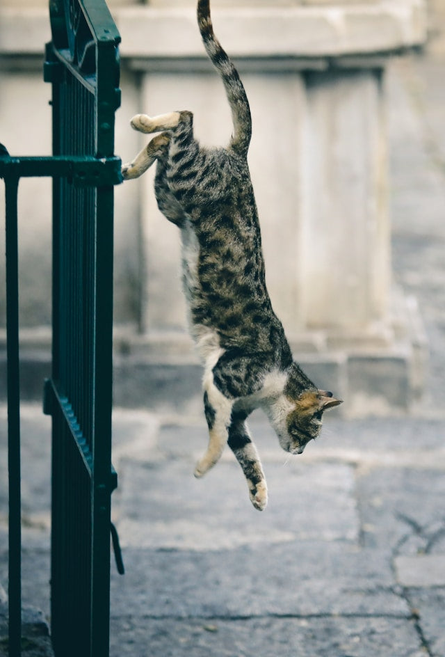 Do cats always land on their feet?