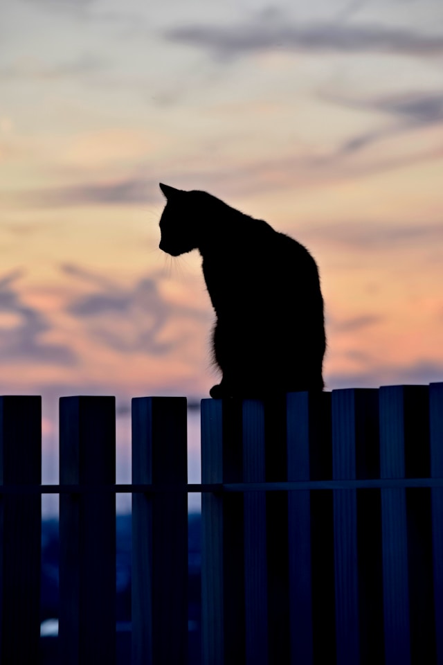 Are cats crepuscular?